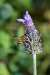 bee eating the nectar of the lavender flower in spring
