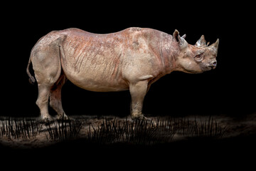 Obraz premium a large rhino standing in a field on a black night