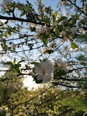 May apple flowers and the sky