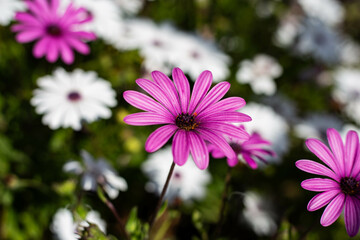 Obraz premium pink daisy flowers