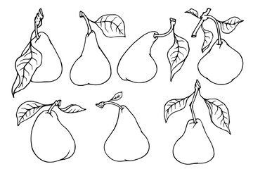 Collection of outline,line sketches of pear fruits.Decorative sketch of seasonal fruits. Vector graphics.