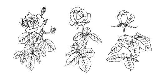 Set of line sketches,outlines of flowers and rose buds.Decorative botanical elements.Vector graphics.
