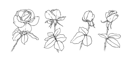 Set of line sketches,outlines of flowers and rose buds.Decorative botanical elements.Vector graphics.