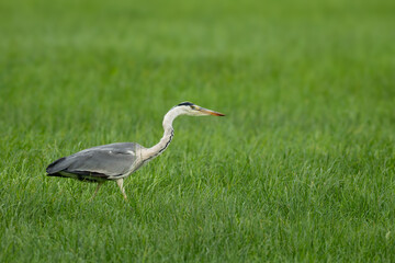 Graureiher (Ardea cinerea) bei der Futtersuche auf einer Wiese