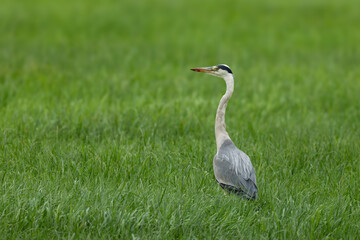Graureiher (Ardea cinerea) bei der Futtersuche auf einer Wiese