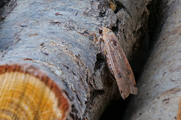 Eulenfalter (Noctuidae)