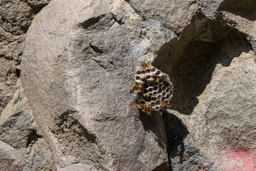 Wespennest (Vespinae) an einem Felsen