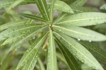 Nerium oleander or rosebay young plant wet green leaves with raindrops