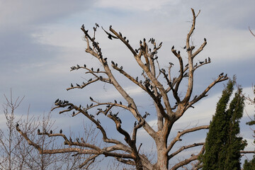 Birds on a dry tree