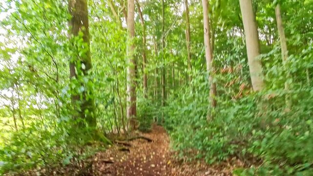durch den sonnigen gr&uuml;nen Wald, Weg, F&auml;hrte, Natur, Mountainbiken, Fahrradfahren, Wandern, Sport, Bewegung, schnell, Drohne
