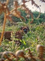 German boxer dog in the forest