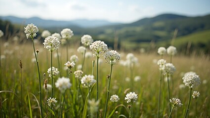 Fototapeta premium Delicate white Good King Henry flowers in sunny field swaying in gentle wind