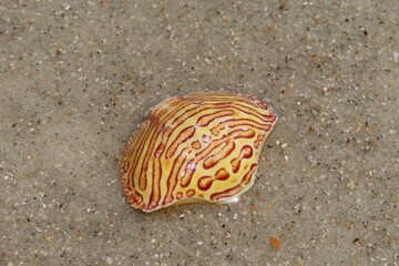 Beautiful yellow seashell on sand background in Florida beach, closeup