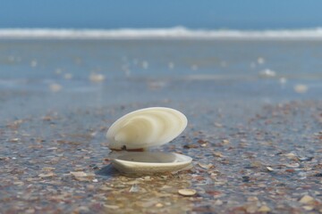 Seashell on ocean background in Atlantic coast of North Florida