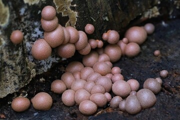 Amazing pink slime mold Lycogala epidendrum - slime molds are interesting organisms between mushrooms and animals 
