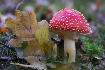 Single mushroom Amanita muscaria - red toadstool, commonly known as the fly agaric or fly amanita. It is poisonous mushroom. And is noted for its hallucinogenic properties.