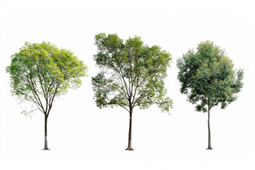 Three trees are shown in a row, with the middle one being the tallest. The trees are all green and appear to be healthy. The image has a peaceful and serene mood, as the trees are standing tall
