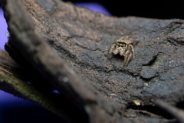 Jumping spider on tree bark
