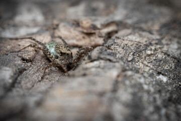 Wolf spider with spiderlings in a cocoon