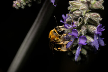 Close-up of a bee pollinating purple flowers