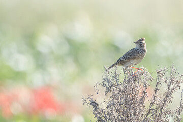 枯れた草にのるヒバリ