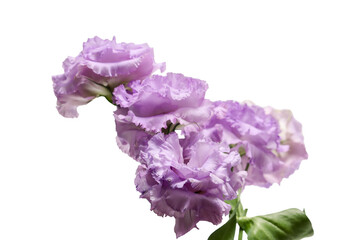 白バックのトルコキキョウの花束