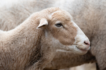 ovejas de raza merina localizadas en España