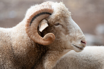 ovejas de raza merina localizadas en España