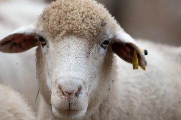 ovejas de raza merina localizadas en España