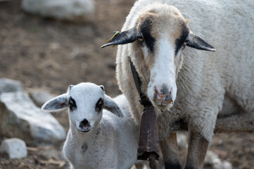 ovejas de raza merina localizadas en España