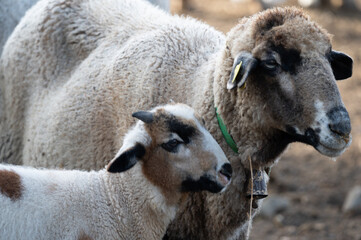 ovejas de raza merina localizadas en España