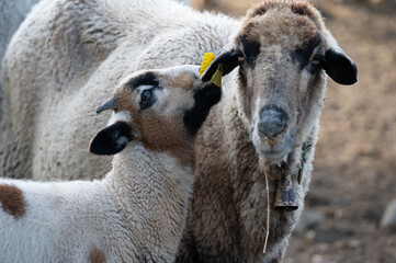 ovejas de raza merina localizadas en España