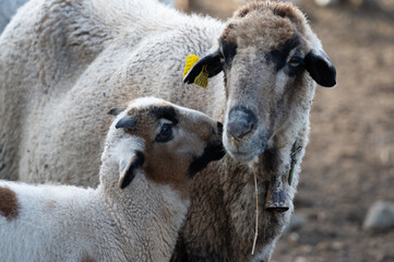 ovejas de raza merina localizadas en España