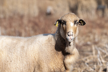 ovejas de raza merina localizadas en España