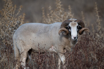 ovejas de raza merina localizadas en España