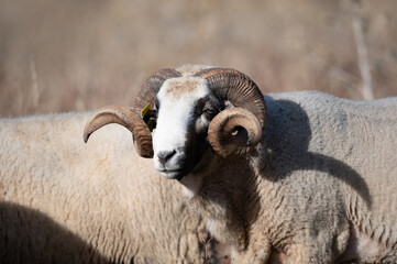 ovejas de raza merina localizadas en España