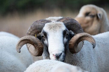 ovejas de raza merina localizadas en España