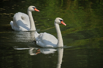 A sibilant swan with an elegantly curved neck, floating on the dark surface of the water. The sibilant swan (Latin Cygnus olor) is a bird from the duck family.