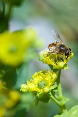 bee eating the nectar of the rue flower in spring