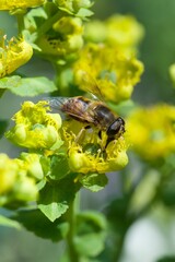 bee eating the nectar of the rue flower in spring