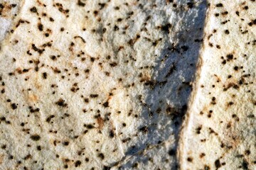 Very close-up detail of a dead leaf that fell to the ground in the fall with visible plant cell structure