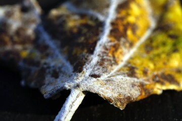 Very close-up detail of a dead leaf that fell to the ground in the fall with visible plant cell structure