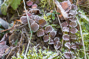 A landscape of nature shrouded in the first frost: frost-covered plants and ice patterns create a magical winter atmosphere