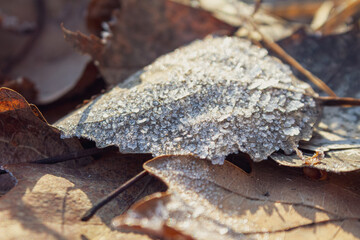 A landscape of nature shrouded in the first frost: frost-covered plants and ice patterns create a magical winter atmosphere