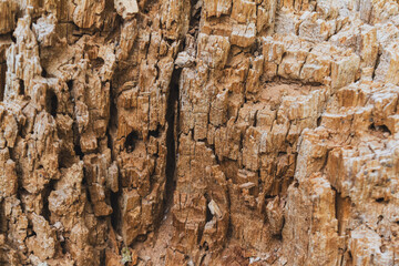 A close-up of tree bark highlighting the texture, unique patterns and natural tones that reflect the beauty of nature