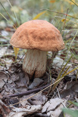 A close-up of wild mushrooms, showcasing their unique texture and vibrant colors, perfectly capturing the atmosphere of nature and harvest