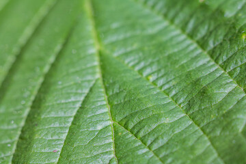 A close-up of a green leaf with fine veins that reflects light, highlighting its texture and the natural beauty of nature