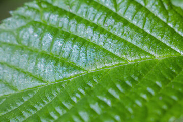 A close-up of a green leaf with fine veins that reflects light, highlighting its texture and the natural beauty of nature