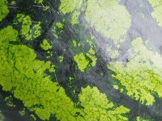 A close-up of a juicy watermelon with vibrant texture and rich color against a background that creates an atmosphere of summer enjoyment and freshness