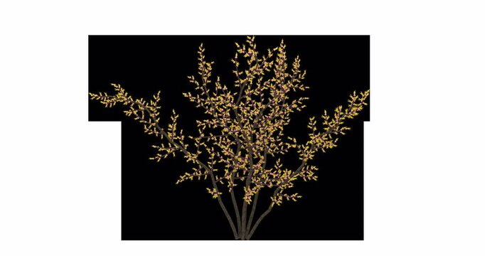 Sakura flowers growing on transparent alpha channel 